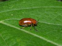 Casebearer Leaf Beetle