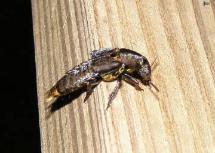 Gold & Brown Rove Beetle(Ontholestes cingulatus)