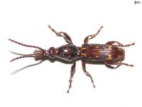 Oak Timberworm Beetle