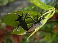 Leaf-footed Bug Mating