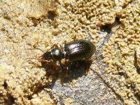 Tiny Ground Beetle 