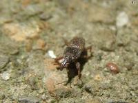 Maize Weevil, very small.