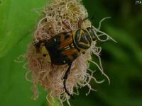 Delta Flower Scarab Beetle