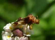 Jagged Ambush Bug(Phymata fasciata)