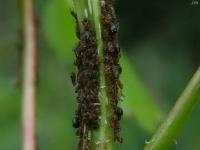 Aphid Nymphs