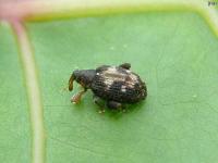 Very Small Weevil