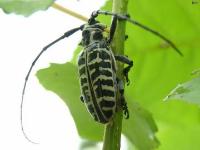 Cottonwood Borer Beetle
