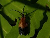 End Band Net-wing Beetle