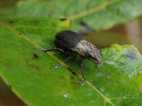 White-fringed Broad-nosed Weevil