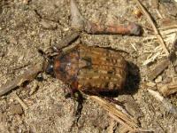 Fruit and Flower Chafer Scarab Beetle
