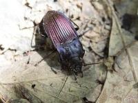 Dicaelus Ground Beetle