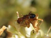 Ant-mimic Long-horned Beetle