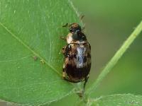 Shining Leaf Chafer Scarab Beetle
