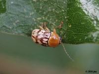 Casebearer Leaf Beetle