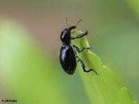 Very Small Weevil