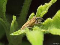 Rhubarb Weevil