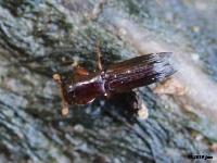 Pinhole Bark Borer Beetle, Possible Ambrosia Beetle