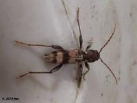 Rustic Borer Long-horned Beetle