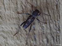 Arrowhead Borer Beetle(Xylotrechus sagittatus), BTLBUG267