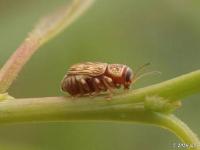 Pachybrachis Leaf Beetle