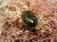 Dark Flower Scarab Beetle