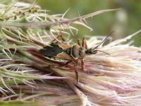 Bee Assassin Bug
