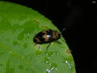Four-Spotted Fungus Beetle w/ Hitchhikers