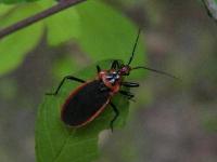 Scarlet-bordered Assassin Bug