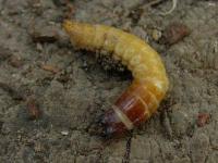 Click Beetle Larvae, BTLBUG65