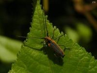 Red-edged Saperda Beetle