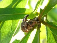 Broad-nosed Weevils Mating