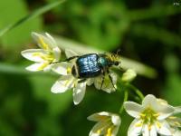 Emerald Flower Scarab Beetle