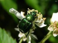 Emerald Scarab Beetle