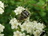 Hairy Flower Scarab Beetle