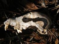 Canine Skull, Possible Coyote