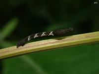 Cross-lined Wave Moth Caterpillar