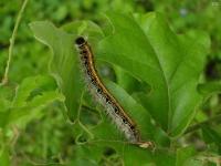 Eastern Tent Caterpillar (Moth)
