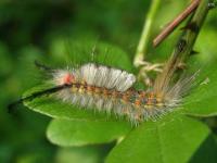 Fir Tussock Moth Caterpillar