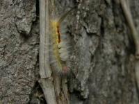 White-Marked Tussock Moth Caterpillar
