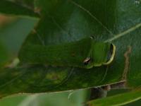 Spicebush Swallowtail Caterpillar, a little older.