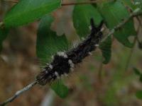 Yellow-Haired Dagger Moth Caterpillar