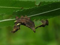 Unicorn Moth Caterpillar