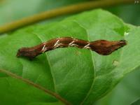 Cross-lined Wave Moth Caterpillar