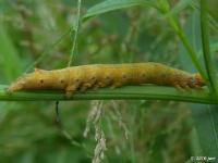 Lunate Zale Moth Caterpillar