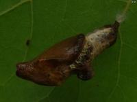 Viceroy Butterfly Chrysalis