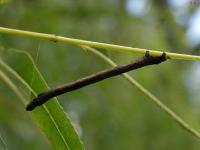 Geometrid Moth Caterpillar