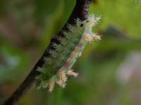 Spiny Oak Slug Moth Caterpillar