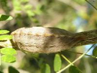 Puss Caterpillar(Southern Flannel Moth Caterpillar)