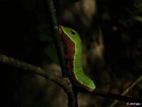 Palamedes Swallowtail Caterpillar