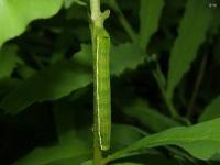 Florida Fern Moth Caterpillar